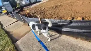 Ringo enjoying a nice brisk walk while showing great moose leash manner skills 