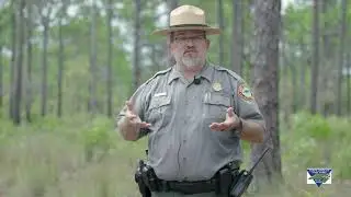 Pine Savanna | Park Ranger Ecosystem Spotlight