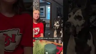 Great Danes are too dramatic. #funny