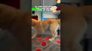 Icon of the Seas Chief Dog Rover! 🐕