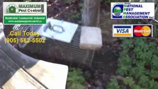 Skunk - Raccoon Removal Services Toronto, Mississauga, Oakville, Hamilton
