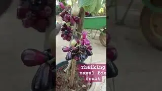 Thaiking naval fruit big size