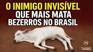 FA&Ccedil;A ISSO PARA SEU BEZERRO N&Atilde;O MORRER