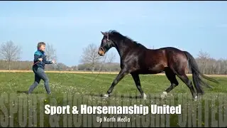 Trailer Groundwork Exercises for Riding with Lightness