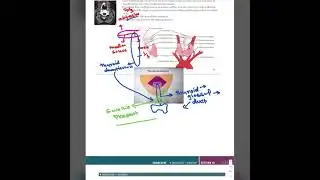 First aid endocrinology thyroid embryology 1st lecture first aid made easy #1st lecture