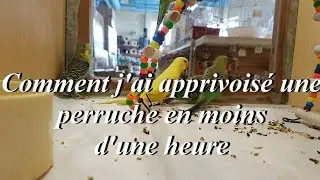 Comment j'ai apprivois&eacute; une perruche en moins d'1 heure ! - How I tamed a parakeet in a short time!