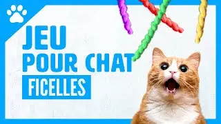 JEU POUR CHAT sur &eacute;cran - FICELLE ! Pour amuser les chats et chatons