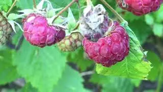 Framboise 'Rubus idaeus' Le fruit &eacute;panoui nous nourrit.