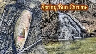 Fly Fishing for Steelhead on an Erie trib spring run chromers