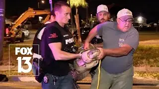 Alligator captured by Tampa officers along busy road