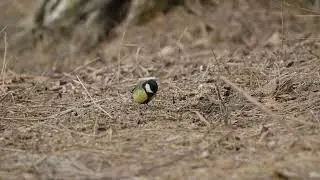 VID_5191 _1121221202119.mp4
