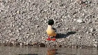 smergo maggiore (maschio) / Common Merganser (male) / Mergus merganser