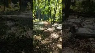 🌄Slow Hike Through the Woods | Peaceful Nature Walk on a Sunny Day