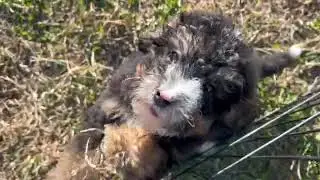Bernedoodle Puppy Nathaniel   SD 480p