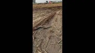 black cobra snake rescue