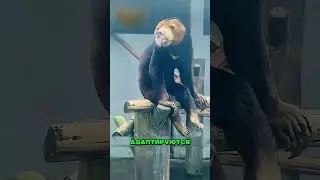 Это самые необычные медведи в мире!🫨