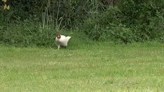 Is this a white pheasant, or an albino pheasant?