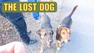 Campsite Wardens find Lost Dog ep11 [ROSIE]