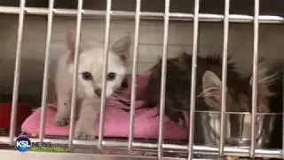 Cat Hoarding Turns into Rescue