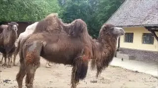 Frankfurt Zoo (136)