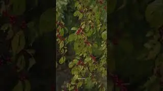 Berry&rsquo;s tree