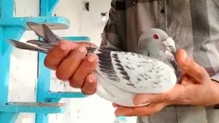Super Breeder Cock Of KSA Loft Mandi Bahuddin | Long Distance Breeder Male | Racing Pigeon 2022