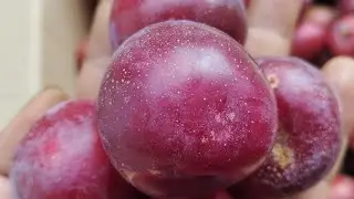 Alhou w k&uuml;k&uuml;mgha peitha pivini || SBAK YOUTH MINISTRY