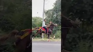 Horse reval chal #song #horse #sansansehorhorse #horseracing #equestrianjourney #horsesports #horse