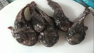 Exotic fish ( isdang ogok) nakakain kana ba nito? lutong probinsya.