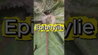Flowers on leaves?! 🌿 The rare epiphyllia explained
