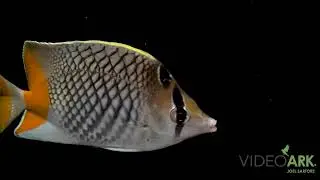 A pearlscale butterflyfish (Chaetodon xanthurus) at a private collection in Lincoln, Nebraska.