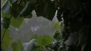 Soft Rain, Thunder Rumble | 10 hours