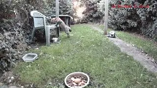 Squirrels play chicken with a Fox. 🦊👀👀🤪