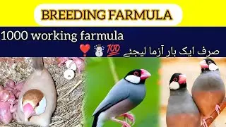Java sparrow breeding formula | Java bird breeding formula | Java Sparrow all solution | Java finch