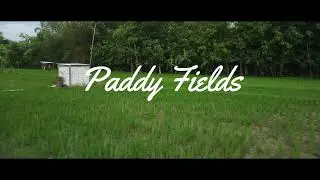 PADDY FIELDS - DJI MINI 2 - Cinematic Footage