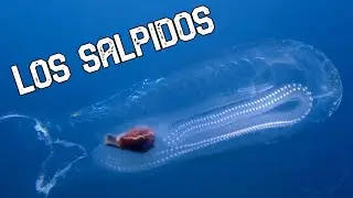Los salpidos. protectores del oc&eacute;ano. (Salpidae)