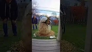 Security Camera Captures Baby Dinosaur Hatching in Suburban Backyard  Unbelievable Footage!