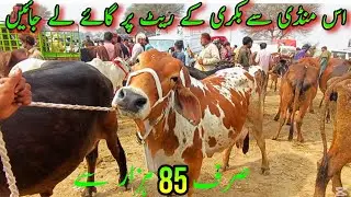 Very Cheapest Cows Mandi In Pakistan | Sahiwal Cholistani Cows Price In Luddan Cattle Market