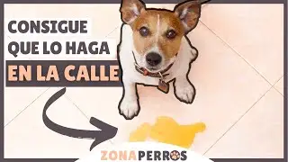 Enseña a tu cachorro a HACER SUS NECESIDADES en la CALLE