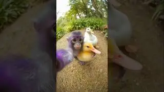 Papo Pipo stole Darkwing. Run!#AiMonkey#SillyMonkey #MonkeyPrank#FunnyMonkey #PurpleMonkey#PapoPipo