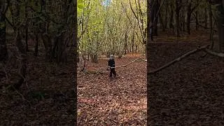 Old tree lifting in the woods 👍 autumn fun day ❤️ #me #likemark #motivation #best #kindness