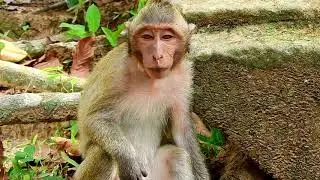 Baby monkey Timo cry long time,but mother Tima don't care baby Timo