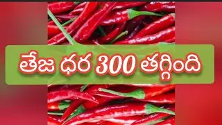 Guntur mirchi market rate today | 28-08-2024
