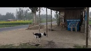 Ek roti ki kimat dog maa🙏ki dard Bhari kahani 😢🐕🙏  #viralvideo#dogvideo#doglovres#trandingvideo#dog 