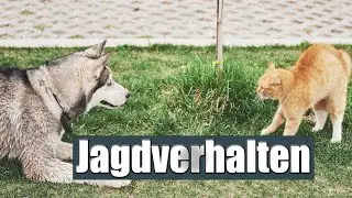 Hund jagt Katzen, Autos & Co. - Weil du diesen Fehler machst!