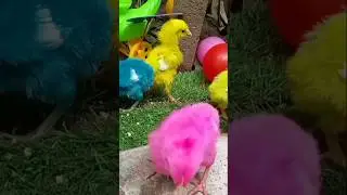 Color Full Cute Chicks Playing In Rainbow Color's Round Balls