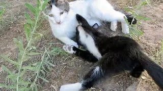 Our Cute Cats #372 - Kitten Shadow Puma Plays With His Mommy Matilda The Cat