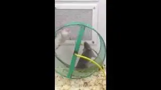 Funny mice on exercise wheel