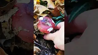 Pretty but Toxic. You know anyone like that? -Russula emetica, 
