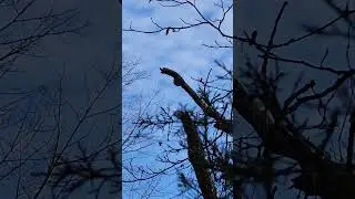 Another noisy buddy... #woodpecker #hunting #closeencounters